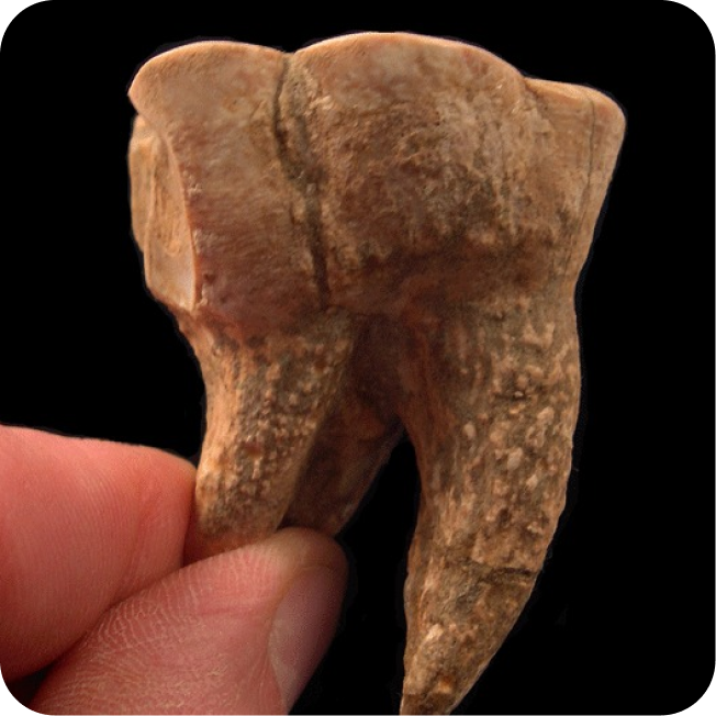 Buried Treasure Fossils