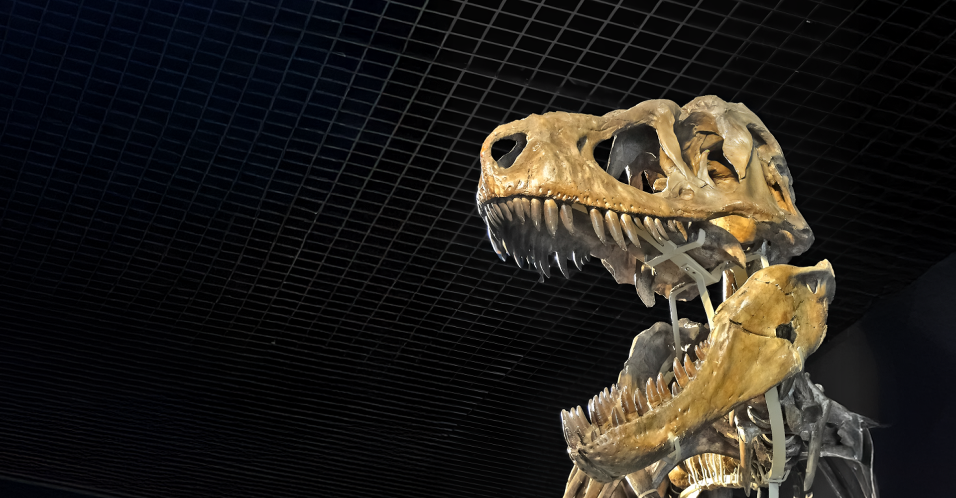 Banner Slide 1