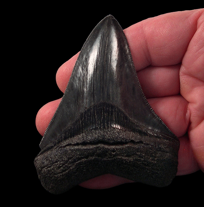 Otodus megalodon