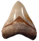 Fossil of the Month Complete Listing