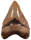Megalodon Shark Teeth
