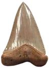 Great White Shark Teeth