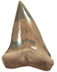 Mako Shark teeth - Big toothed Mako