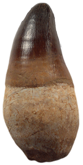 Prognathodon curri (Mosasaurus)