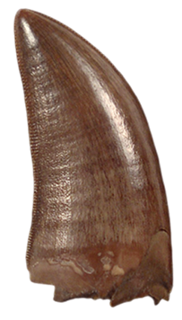 Tyrannosaur tooth